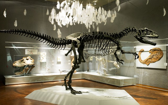 Saurier – Erfolgsmodelle der Evolution